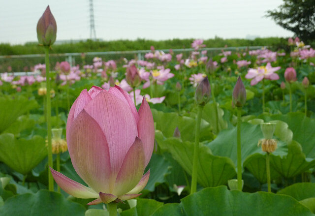 極楽浄土